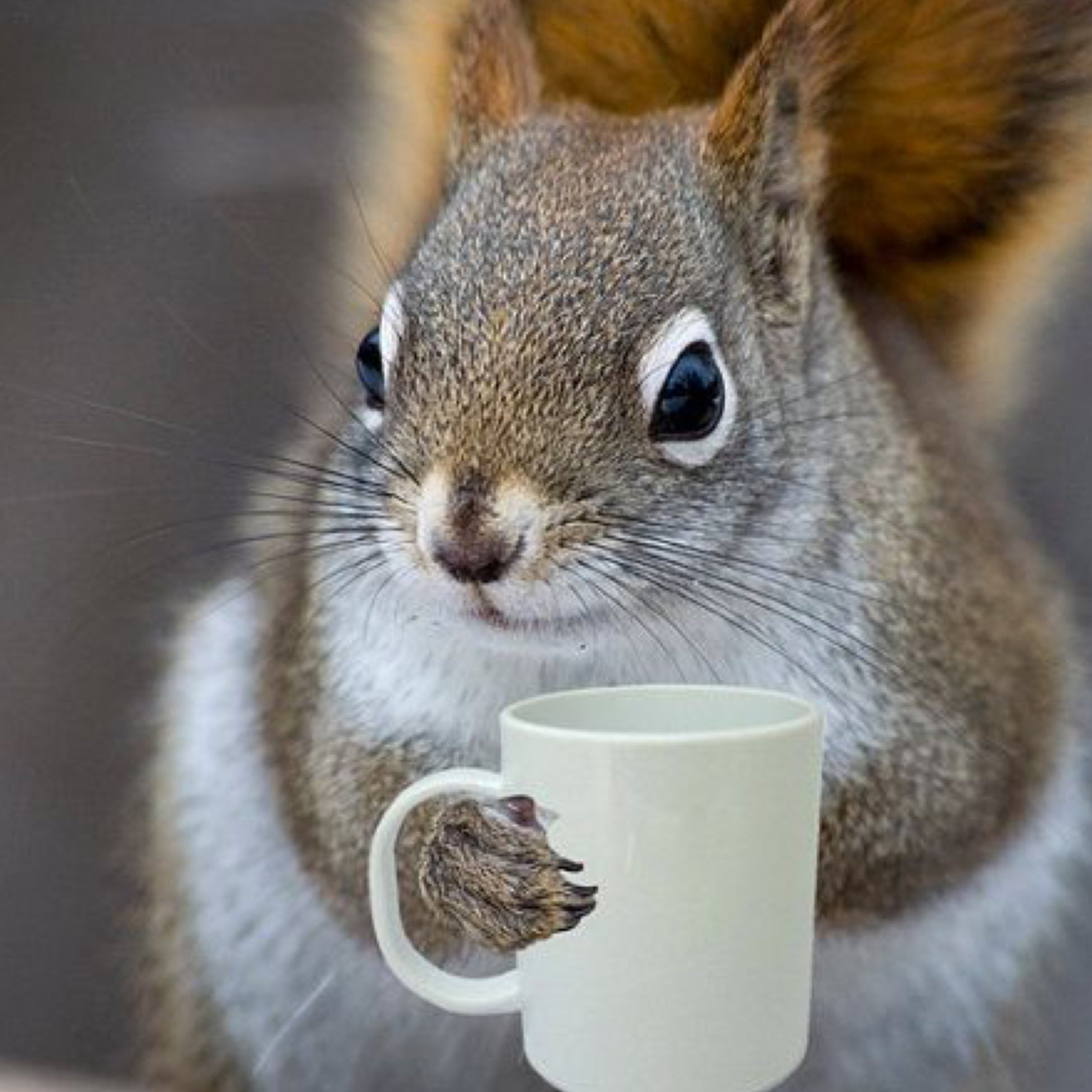 squirrel drinking coffee gif